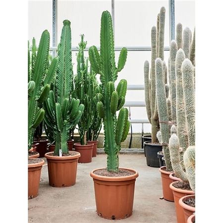 Euphorbia Erytrea Branched