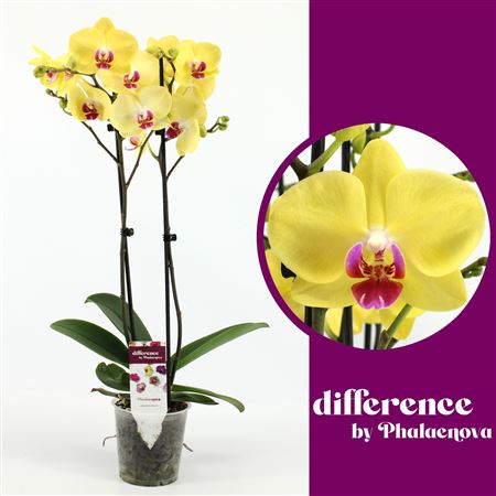 Phal 2st Limelight 14+ (phalaenova)