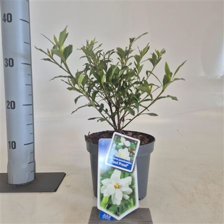Gardenia Jasminoides Fool Proof