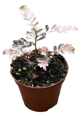 Phyllanthus Urinaria Variegata