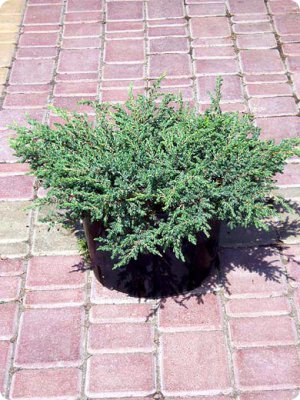 Можжевельник обыкновенный Репанда