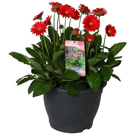 Gerbera Garvinea Red