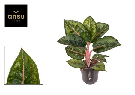 Aglaonema Camo Rubina