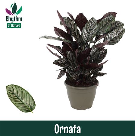 Calathea Ornata Rhythm Of Nature