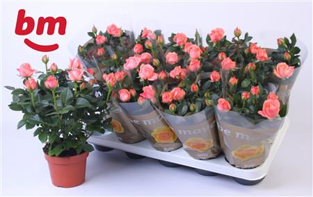 Rosa Candy Beau Monde