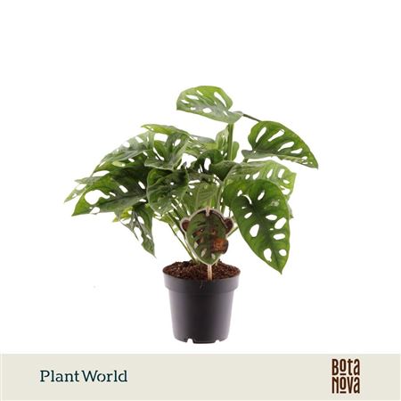 Monstera Monkey Leaf
