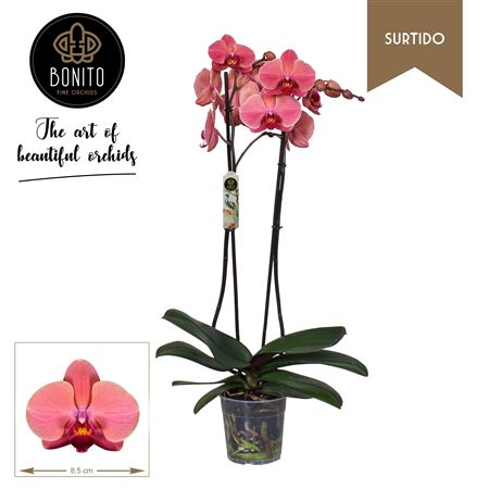 Phal 2st Surtido Narbonne 18+ (bonito)