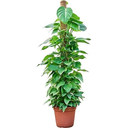 Scindapsus (epipremnum) Aureum