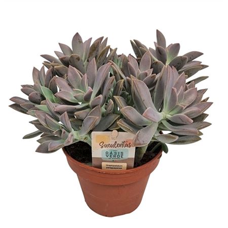 Граптопеталум Парагвайский