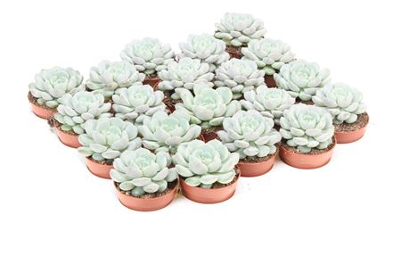 Echeveria Derenbergii Blue