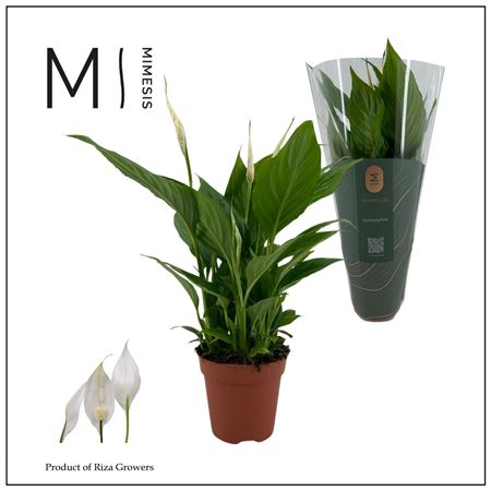 Spath Torelli 3+(mimesis)