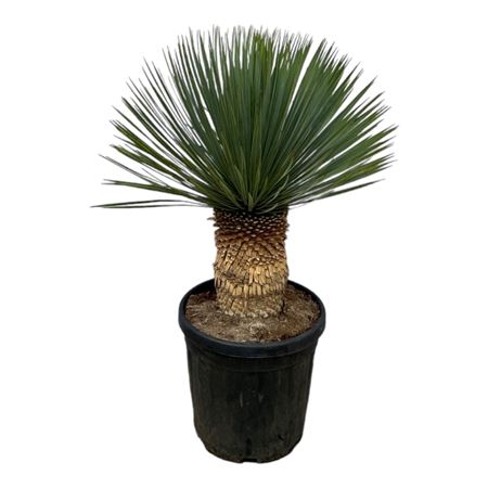 Yucca Rostrata P38 100 - 110 Cm