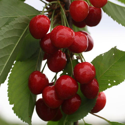 Черешня Тютчевка в тубе