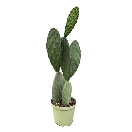 Opuntia Vulgaris