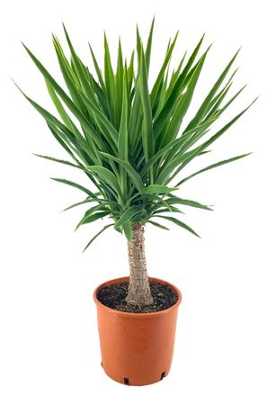 Yucca Elegans