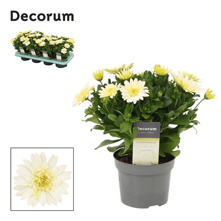 Osteospermum Enrico (decorum)