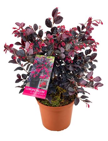 Loropetalum Chinensis