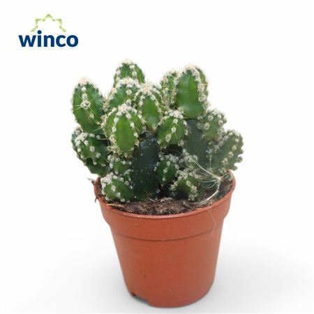 Цереус перуанский Флорида