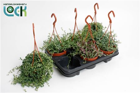 Senecio Mix