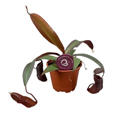Nepenthes Rebecca Soper