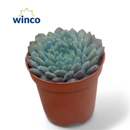 Echeveria Setosa X Rundelli