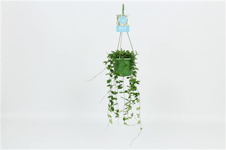 Hoya Puber Hanging