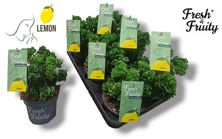 Pelargonium Frag Lemon Tree (fresh&fruity)