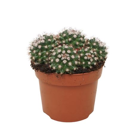 Mammillaria Voburnensis 12 Cm