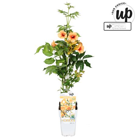 Campsis Tagliabuana Summer In Orange
