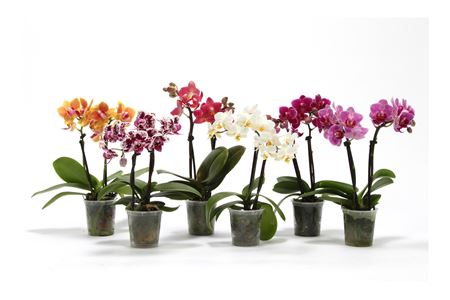 Phal 2st Tiny Dolls Mix 10+ (vg)