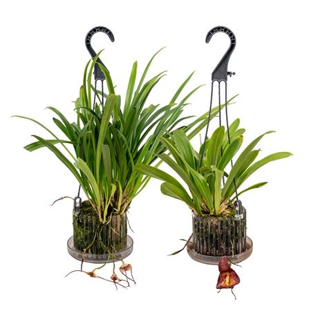 Monkey Orchids Hanging Pot