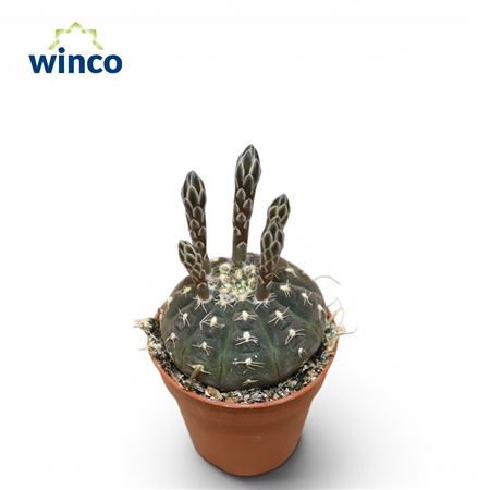 Gymnocalycium Ragonesei (flowering)