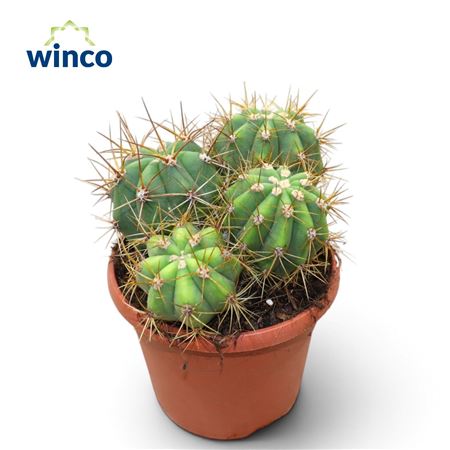 Trichocereus Pasacana (group)