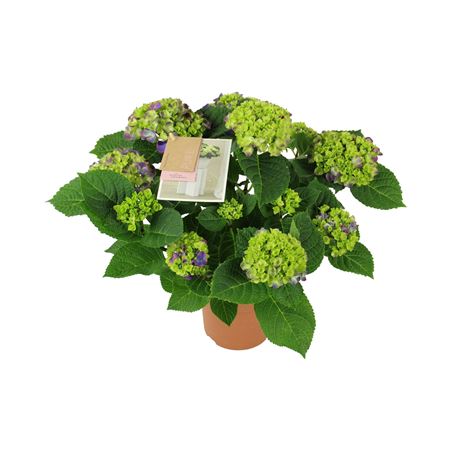 Hydrangea Ma Ningbo Lila 9+