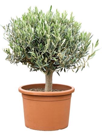 Olea Europaea