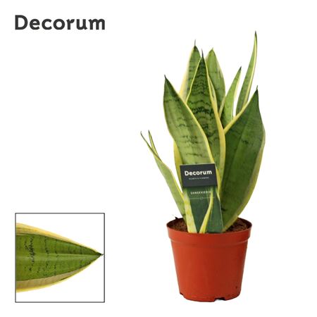 Sansevieria White Snow (decorum)