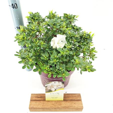 Rhodo Pure White Encore