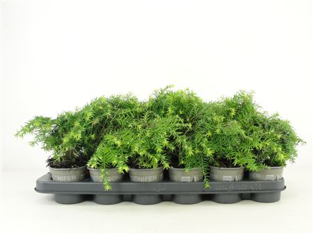 Tsuga Canadensis Jeddeloh
