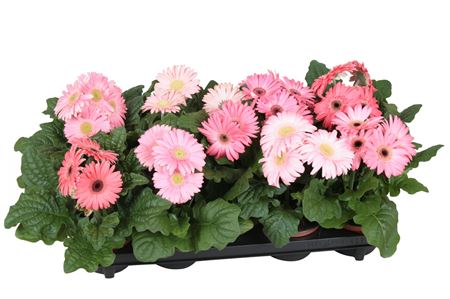 Gerbera Excellent Pink 2+