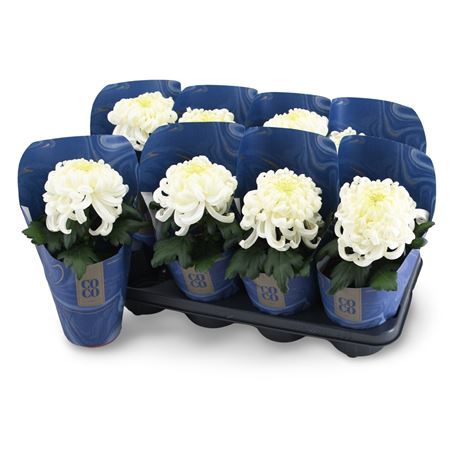 Chrys Coco White 1pp