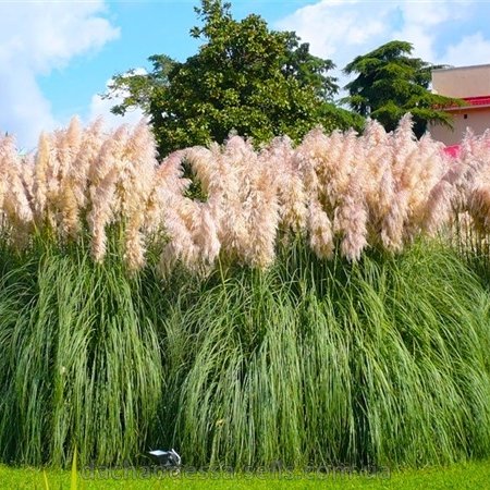 Кортадерия розовая в тубе