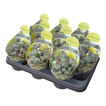 Delosperma Echinatum Collection With P