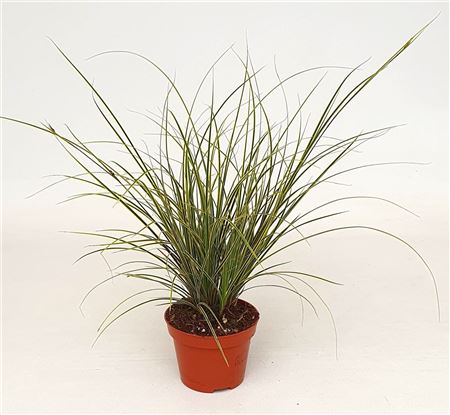 Carex Jubilo