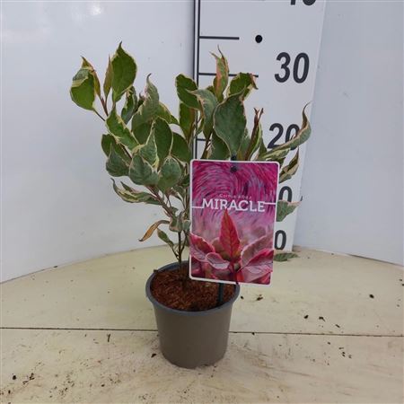 Корнус Альба Чудо