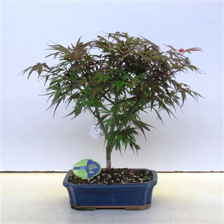 Acer Palmatum Shaina,