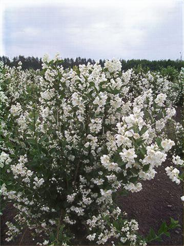 Чубушник Воздушный Десант