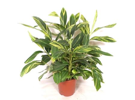 Alpinia Zerumbet Variegata