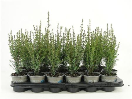 Juniperus Comm Arnold