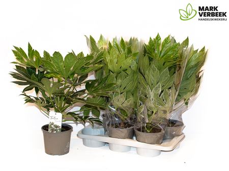 Fatsia Spider Web