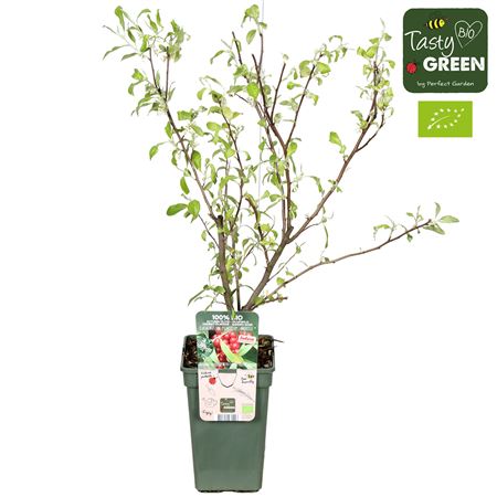 Elaeagnus Umbellata Pointilla Amoroso Bio
